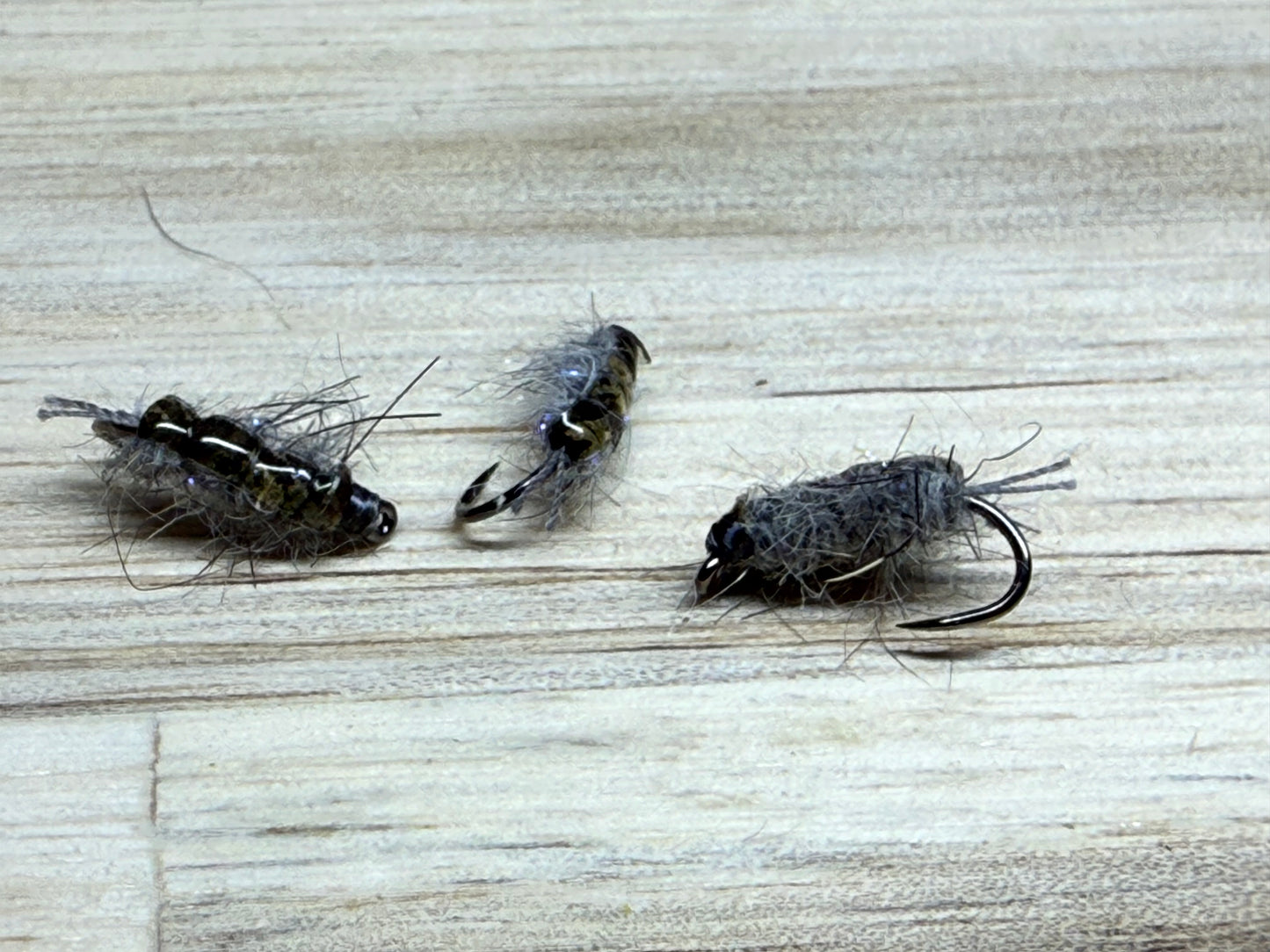 Grey Sowbug