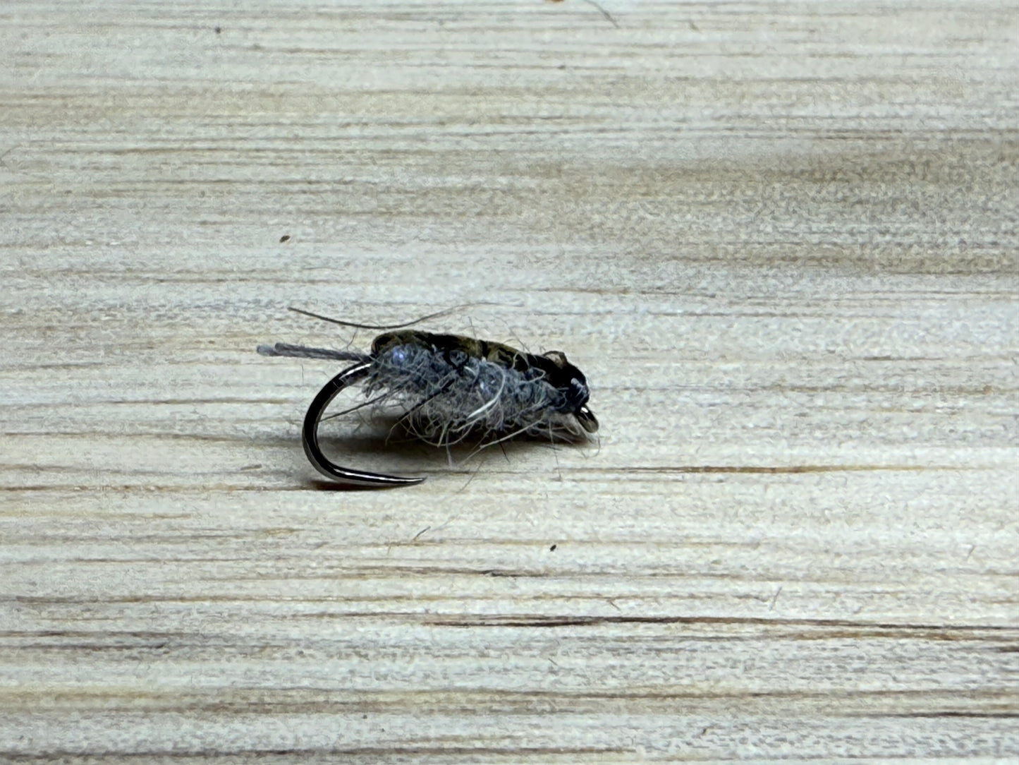 Grey Sowbug