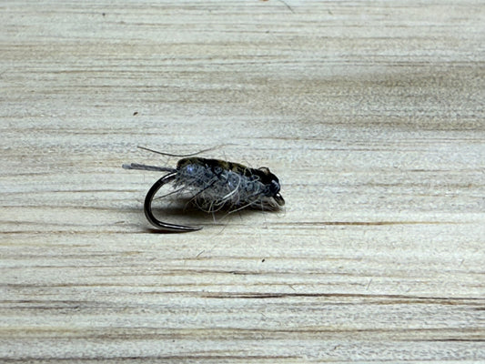 Grey Sowbug